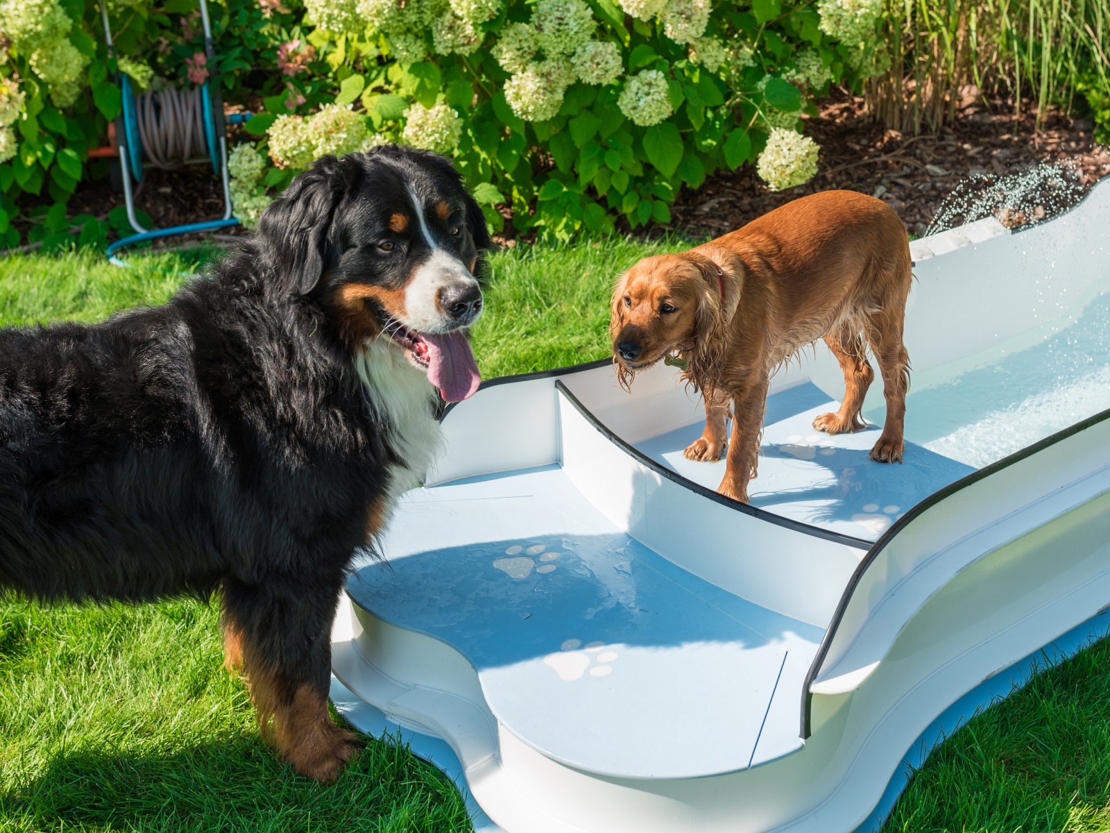 DOG•POOL in Benutzung