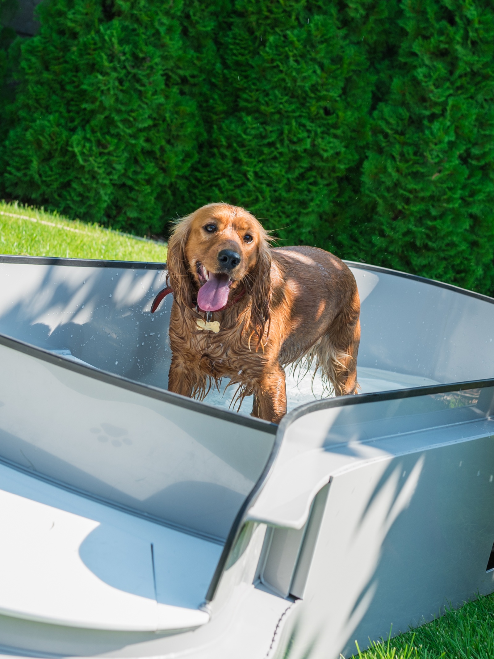 DOG•POOL in Benutzung