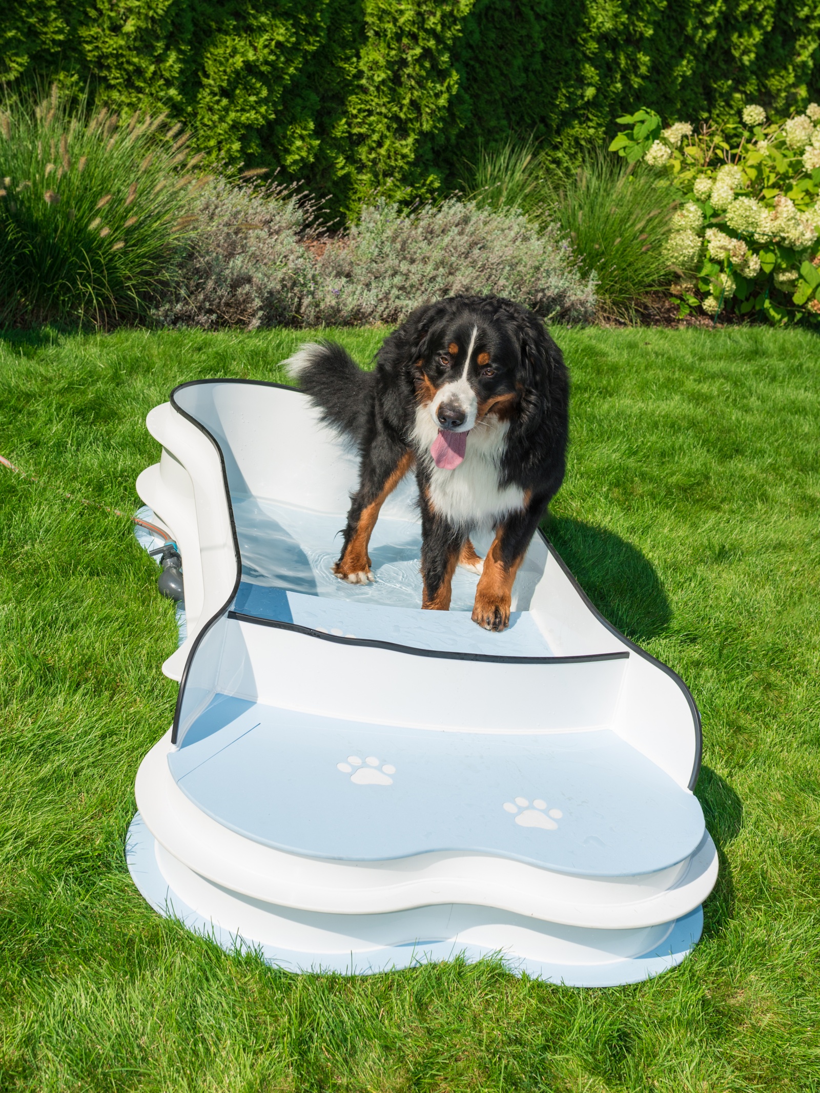 DOG•POOL in Benutzung