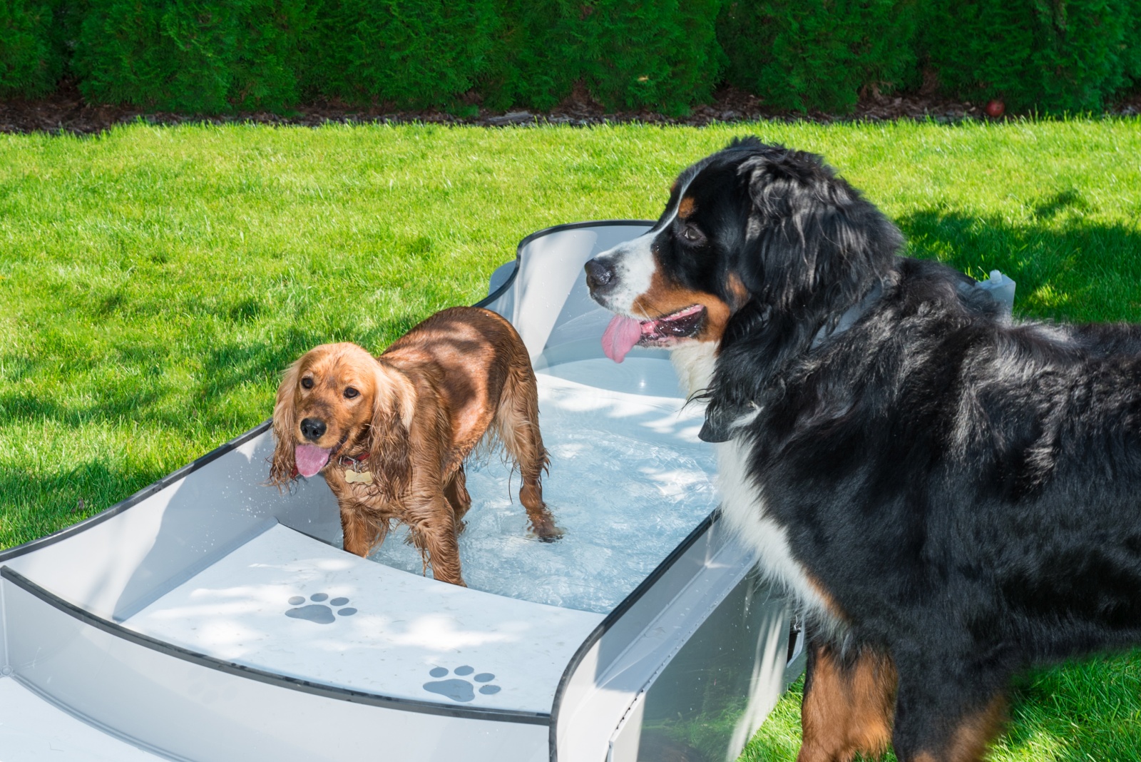 DOG•POOL in Benutzung