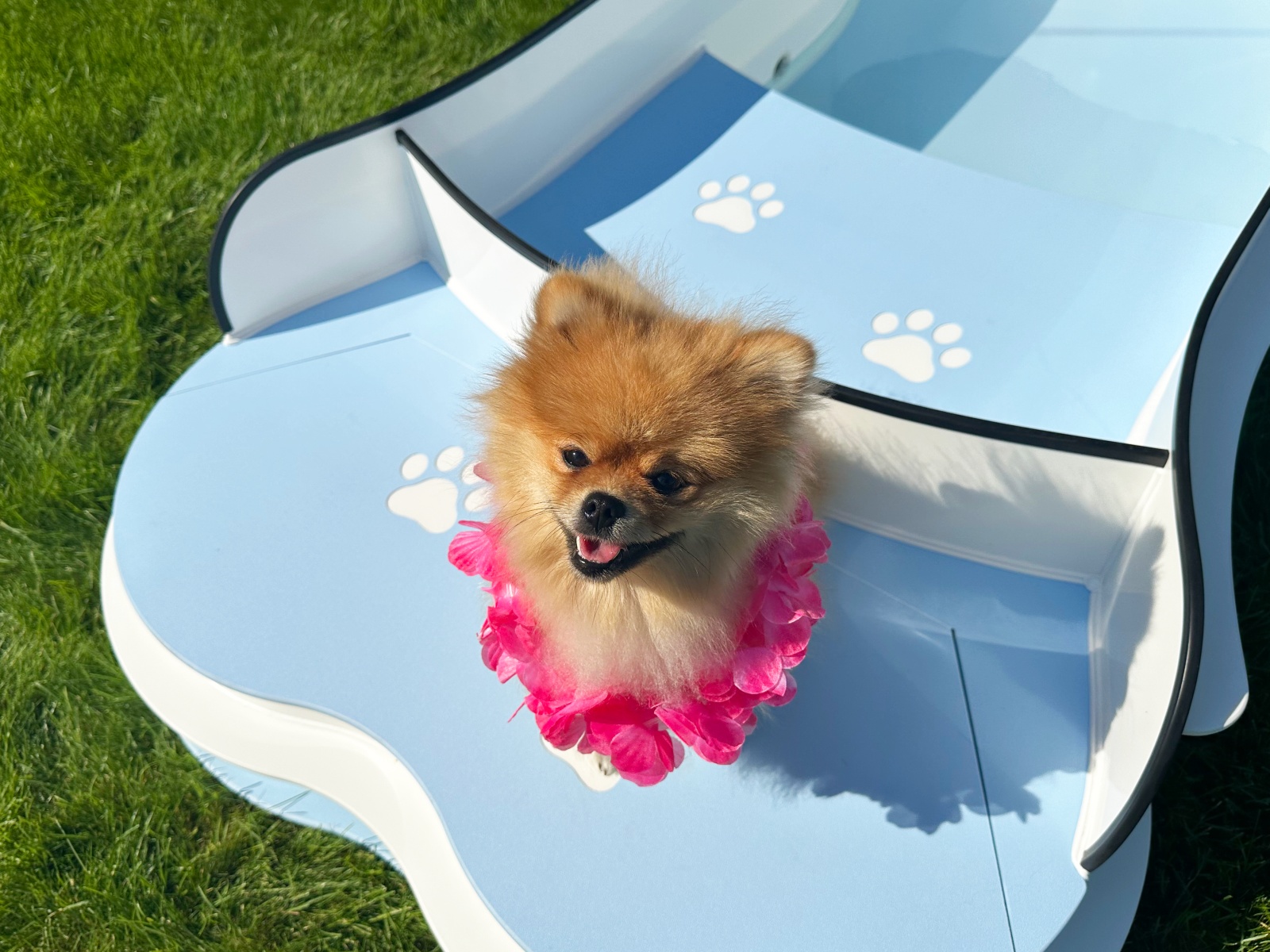 DOG•POOL in Benutzung