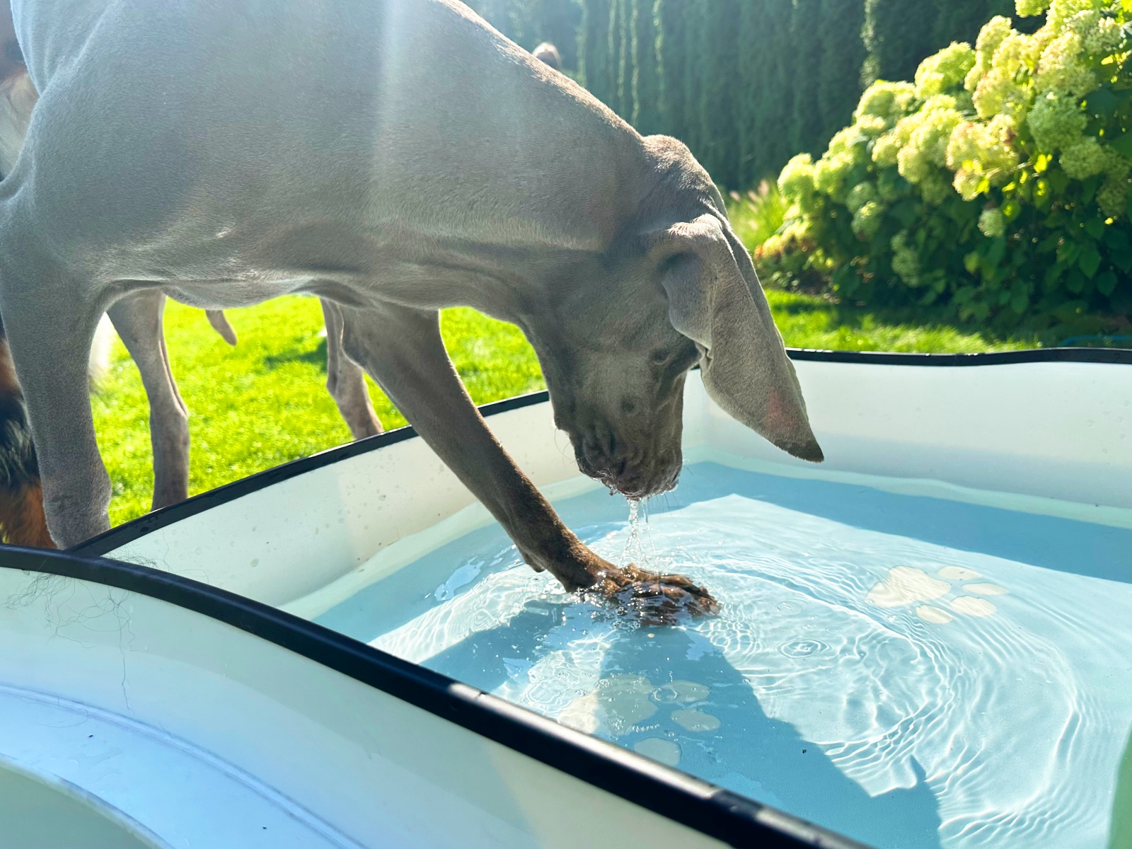 DOG•POOL in Benutzung