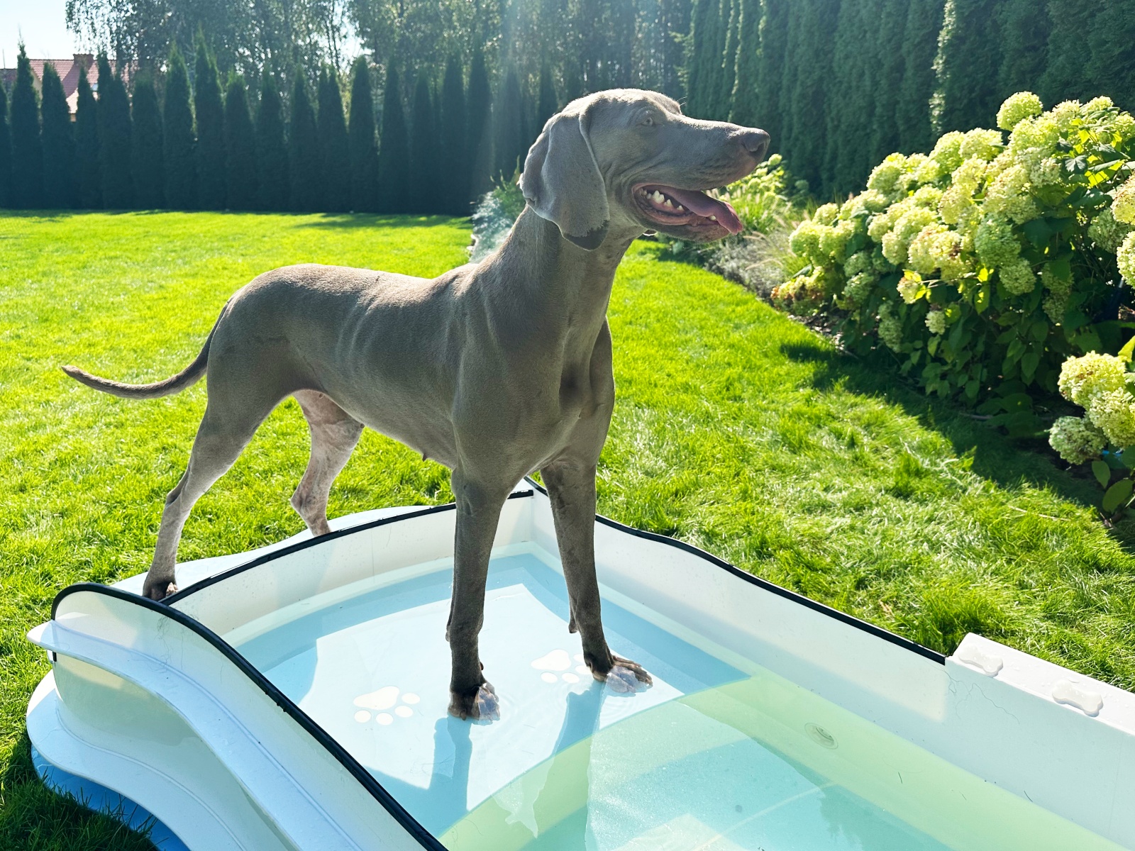 DOG•POOL in Benutzung